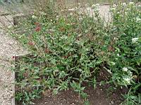 Valeriane rouge (Brancion, Jardin de l'eglise)(1)